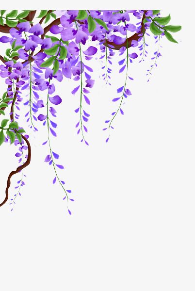 wisteria,flower vine,flowers,vine,plant,vine material,flower,material,wisteria clipart,vines clipart,picture clipart,material clipart How To Draw Wisteria, Wisteria Background, Wisteria Drawing, Painting Vines, Lukisan Pokok, Wisteria Painting, Vine Clipart, Wisteria Vines, Vine Flowers