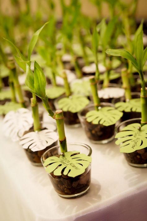 Party favors.  Lucky bamboo for all ~ hawaiian destination wedding  //  cyndi hardy photography  bigislandreale.com  We know luck and we know style.  Let us show you around. Chinese Wedding Favors, Tropical Wedding Favor, Creative Wedding Favors, Wedding Favors And Gifts, Fiesta Tropical, Wedding Favors Cheap, Hawaiian Wedding, Favor Ideas, Diy Wedding Favors