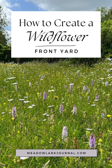 wildflower front yard with daisies Meadowscape Yard, Front Yard Wildflower Garden, Wildflower Front Yard, Wildflower Garden Front Yard, Wild Lawn, Spring Flowering Trees, Garden Border, Wildflower Meadow, Plant Guide