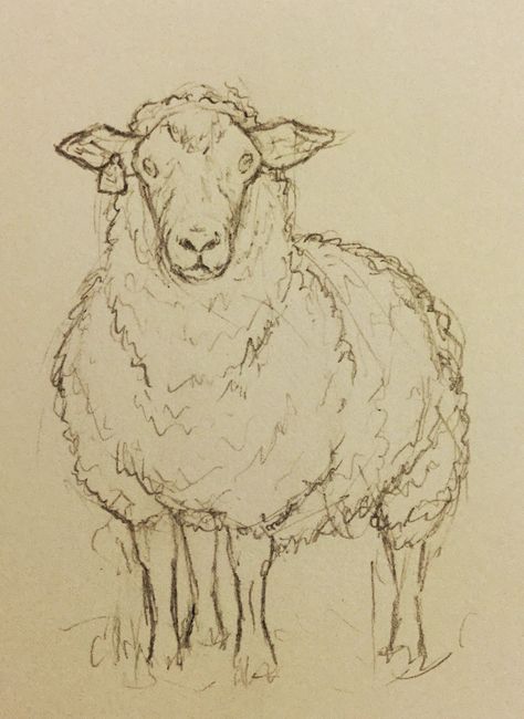 Drawing Sheep, Sheep Drawing, Sheep Illustration, Sheep Paintings, Animal Drawings Sketches, Sheep Art, Like Drawing, Animal Sketches, Arte Fantasy