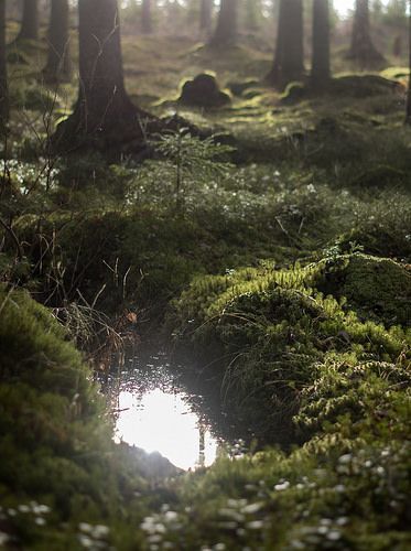 Forest Reflection by Magnus Dovlind Between Two Worlds, Landscape Designs, Alam Yang Indah, Dragon Age, Nature Aesthetic, Enchanted Forest, Pretty Places, Narnia, Green Aesthetic