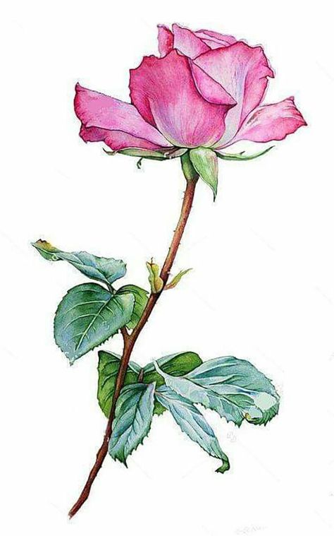 Botanisk Illustration, Flower Art Drawing, Rose Drawing, Flower Sketches, Soyut Sanat Tabloları, Watercolor Flower Art, Pink Photo, 수채화 그림, Watercolor Flowers Paintings