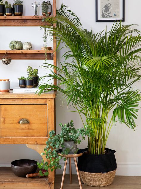 Palm In Living Room, Areca Plant, Areca Palm Indoor, Outhouse Design, Big House Plants, Areca Palm Plant, Big Indoor Plants, Waterfront Condo, Indoor Palms