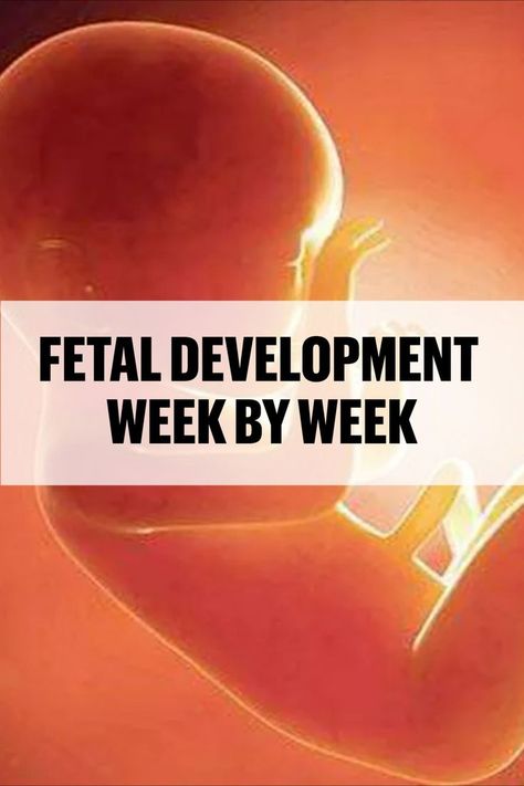 fetal development week by week Fetal Development Week By Week, Fetal Development, Reproductive System, Love Your, Always Be, To Tell, Alphabet