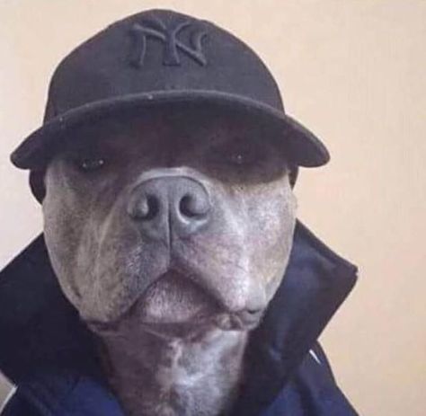 Funny animals, Cute animals, Dog icon Dog Icon, Pitbull Lover, Animals Cute, Pitbull, A Dog, Cute Pictures, Things That, Funny Animals, Cute Animals