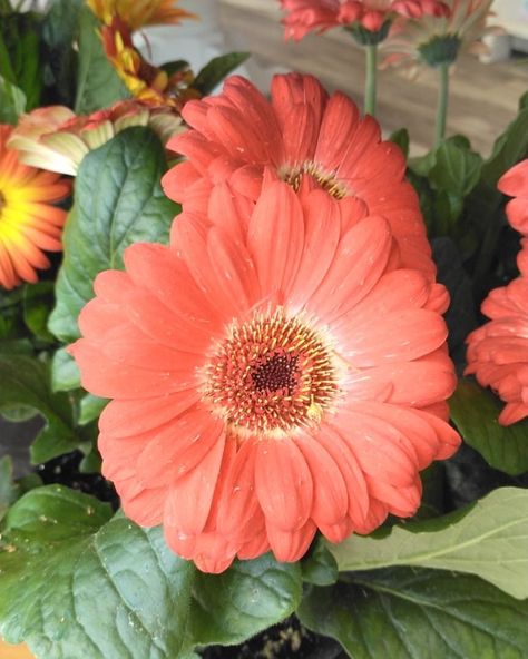 We have gerbera daisies in the store! A variety of colors, 2/$7. Hsc Art, Flower Reference, Flower Identification, Gerber Daisy, Gerbera Daisies, Gerber Daisies, Gerbera Daisy, The Store, Daisy