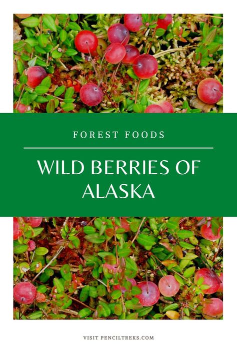 Gardening In Alaska, Homesteading In Alaska, Foraging Books, Alaskan Living, Alaska Foraging, Alaska Gardening, Alaska Garden, Fall Rolls, Poisonous Berries