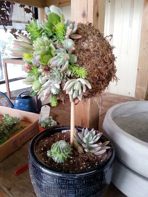 How To Make A Living Succulent Topiary - Westwood Gardens Succulent Topiary, Porch Topiary, Succulent Business, Succulent Wreath Diy, Floral Topiaries, Topiary Plants, Succulent Garden Design, Topiary Garden, Succulent Cuttings