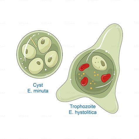 Biology Jokes, Entamoeba Histolytica, Med School Study, Study Biology, Vet Medicine, Science Illustration, Student Services, Scientific Illustration, Med School