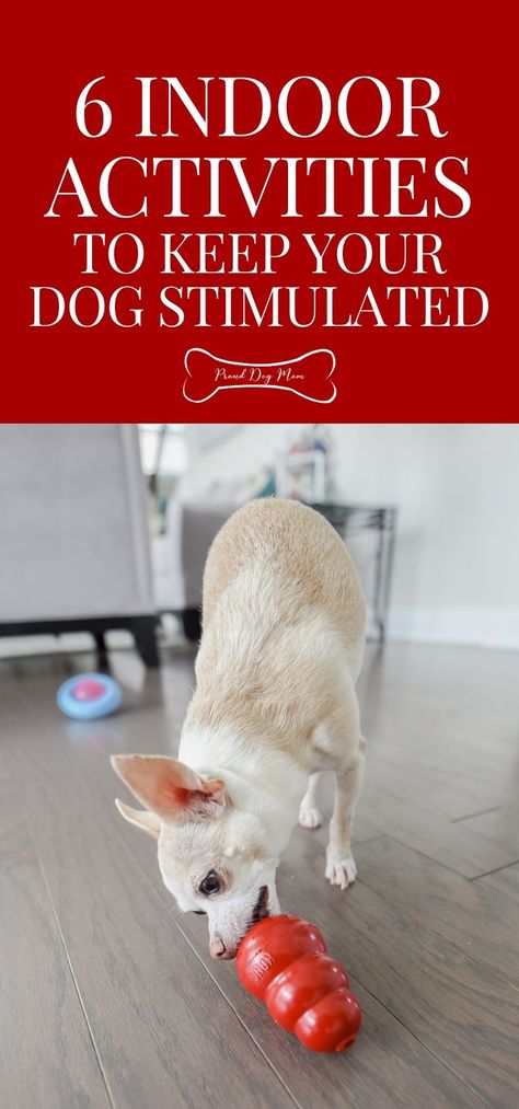 6 Indoor Dog Activities To Keep Your Pooch Stimulated | Mental Stimulation for Dogs | Dog Exercise Tips | Dog Care Tips | Indoor Exercise For Dogs, Diy Dog Stimulation Games, Puppy Mental Stimulation, Indoor Dog Exercise, Brain Stimulation For Dogs, Mental Exercise For Dogs, Mental Stimulation For Puppies, Mentally Stimulating Games For Dogs, Dog Mental Stimulation Diy