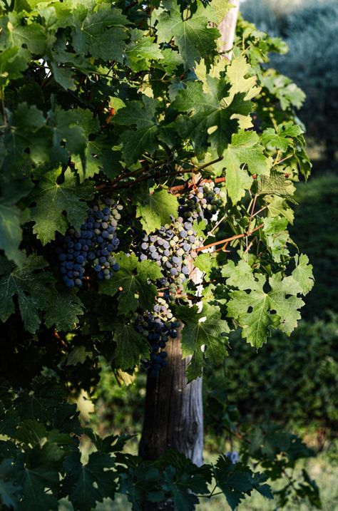 Vineyard Photography, September Song, John 15 5, Wine Vineyards, Wine Photography, Cute Fruit, Greek Gods, Grape Vines, Vines