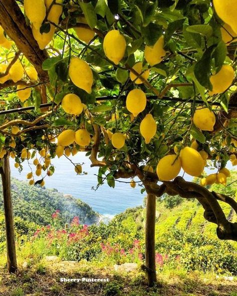 Lemon Farm, Lemon Pictures, Capri Island, Lemon Grove, Sorrento Italy, Fruit Flowers, Lemon Decor, Italy Aesthetic, Painting Subjects