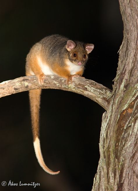 Ringtail possum Ringtail Possum, Australian Possum, Pygmy Possum, Australian Mammals, Felt Animal Patterns, Australia Animals, Australian Wildlife, Australian Animals, Cool Pets