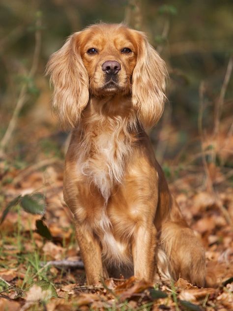 "Stunning!" Working cocker spaniel. Working English Cocker Spaniel, Red Cocker Spaniel, Working Spaniel, Working Cocker Spaniel, Working Cocker, Dream Goals, Cocker Spaniel Puppies, Dog Pics, Dream Dog