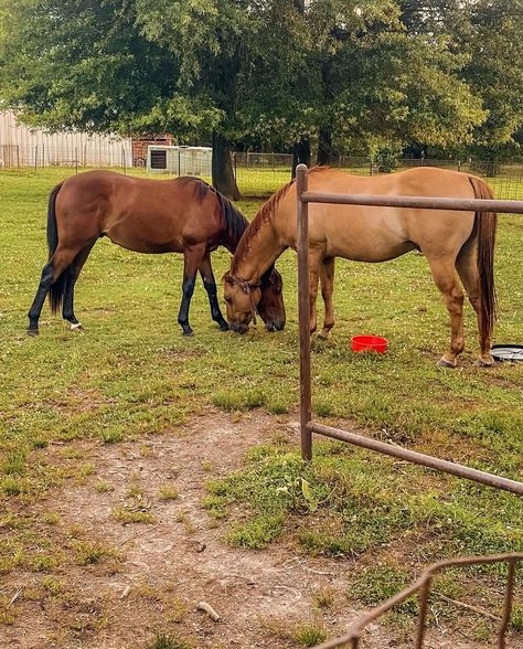 𝙹𝚞𝚕𝚢 𝚜𝚊𝚝𝚞𝚍𝚊𝚢 𝚗𝚒𝚐𝚑𝚝 ღ #horses#farmlife#country#countrygirl Winter Western Outfits, Rodeo Aesthetic, Breakaway Roping, Roping Horse, Roping Dummy, Aesthetic Western, Horseback Riding Trails, Aesthetic Country, Jeans Western