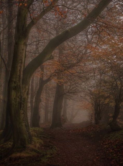 Autumn England, Autumn Outdoors, Worcestershire England, Autumn Dark, Brown Forest, Dark Autumn, Autumn Scenery, Season Of The Witch, Best Seasons