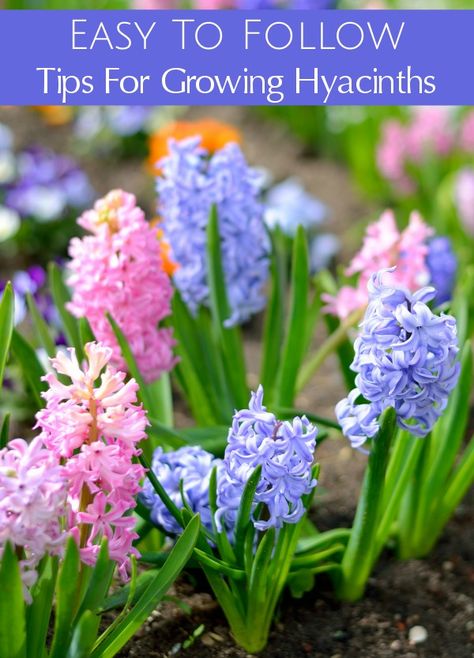 Are you planting hyacinth bulbs this fall? Use these gardening tips for Growing Hyacinths to grow beautiful, thriving hyacinth flowers with gorgeous blooms around your home and garden. Hyacinth Bulbs, Fall Flowers Garden, Hyacinth Flowers, Backyard Garden Layout, Spring Garden Flowers, Fall Garden Vegetables, Garden Bulbs, Deck Garden, Bulb Flowers