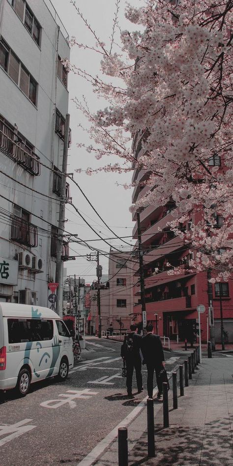 Cherry Blossom Trees, Blossom Trees, Cherry Blossom, Blossom, Cherry, Trees, Japan, Road, Flowers