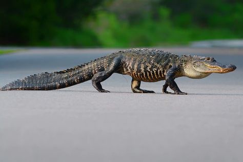 Crocodile Facts, Alligators Art, Tattoo Nature, American Alligator, Locksmith Services, Crocodiles, Reptiles And Amphibians, Animal Sketches, Amazing Facts