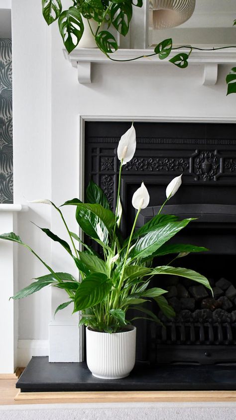 Help! My Peace Lily is Drooping: Common Causes and Solutions Lilly Plants, Peace Plant, Peace Lily Plant, Easy Care Houseplants, Rainforest Plants, Yellow Plants, House Plant Pots, Plant Delivery, Best Indoor Plants