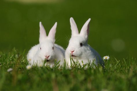 This is why we say 'pinch punch' and 'white rabbits' on the first of the month Art Reference Cute, Rabbits Drawing, Drawing Rabbits, Rabbits Art, Rabbit Aesthetic, Aesthetic Bunny, Drawing Rabbit, Bunny Cage, Rabbit Artwork