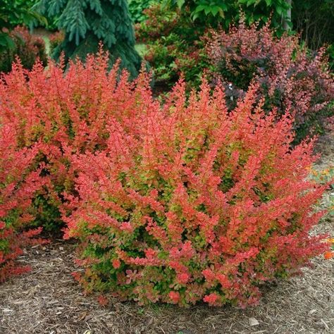 Barberry Bush Landscape Ideas, Deer Resistant Landscaping, Meadow Nursery, Barberry Bush, Ornamental Shrubs, Deer Proof Plants, Shrubs For Landscaping, Deer Resistant Garden, Evergreen Landscape