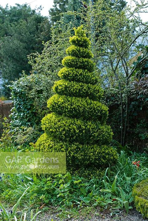 Spiral box topiary with fresh spring shoots - The Crossing House, Shepreth, Cambridge Boxwood Shapes, Topiary Shapes, Box Topiary, Rice Image, Spiral Topiary, Nest Ideas, Garden Topiary, Spiral Garden, Garden Beautiful