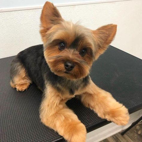 Yorkie Haircuts: Which is Best For My Pup? - K9 Web Puppy Yorkie Haircut, Different Yorkie Haircuts, Terrier Haircut Style, Yorkies Haircut, Yorkipoo Haircut, Cute Dog Haircuts, Male Yorkie Hairstyles, Yorky Haircuts, Short Yorkie Haircut