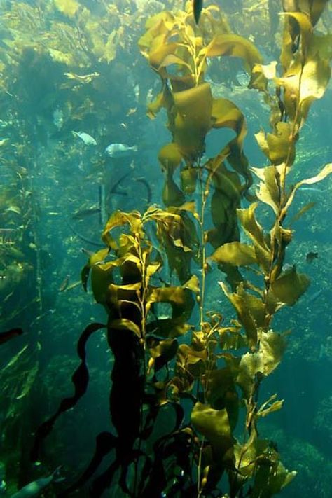 What are the Benefits of Using Liquid Seaweed Fertilizer. Underwater Plants, Fauna Marina, Kelp Forest, Sea Plants, History For Kids, Under Water, Underwater World, Sealife, Ocean Life