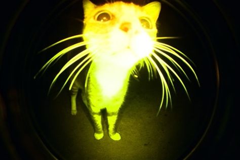 Deep Sea Creature Cat, Cat Fisheye, Deep Sea Wallpaper, Lomography Fisheye, Deep Sea Creature, Deep Sea Fish, Wizard Cat, Toro Inoue, Deep Sea Creatures