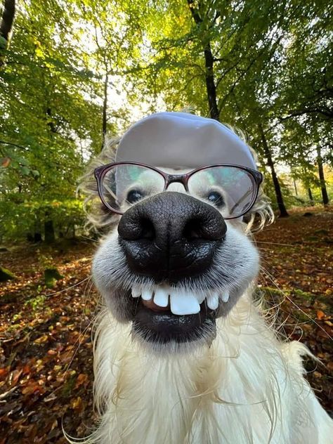 0.5 Animal Pictures, 0.5 Dog Pics, Funny Dog Pfp, Vampire Dog, Silly Animal Pictures, Funny Animal Fails, Funny Dog Faces, Goofy Dog, Dog With Glasses