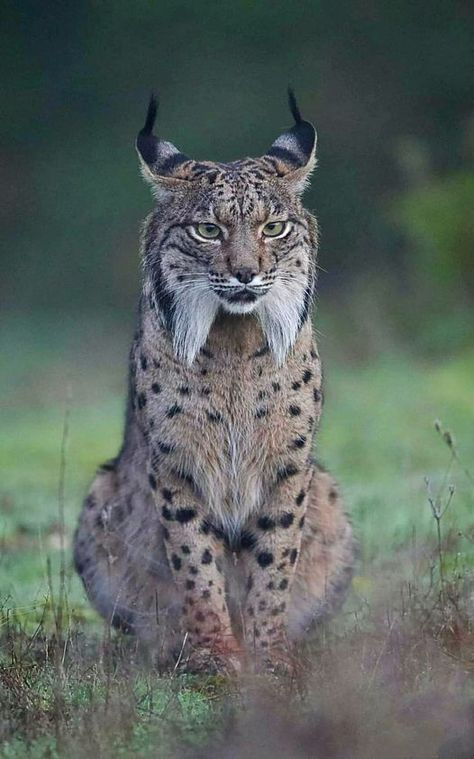 Aesthetic Kitten, Wild Cat Species, Iberian Lynx, Eurasian Lynx, Big Cats Photography, Small Wild Cats, Tattoo Nature, Ground Squirrel, Photo Animaliere