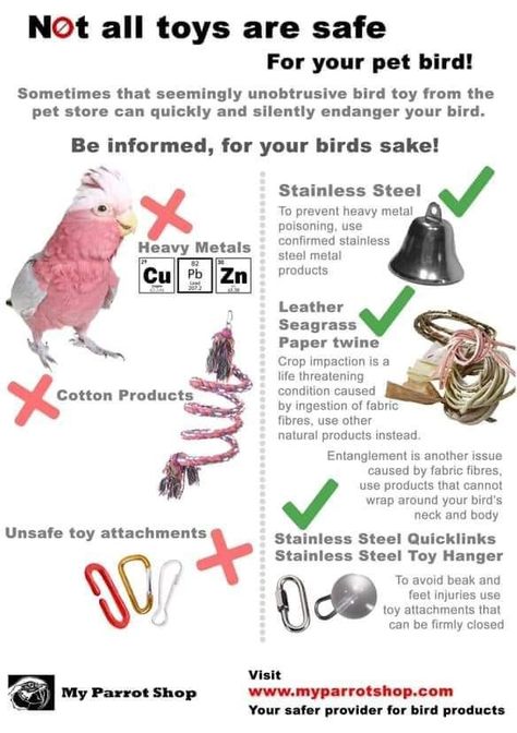 Diy Safe Bird Toys, Parakeet Information, English Budgies Parakeets, Bird Care Tips, Parakeet Enrichment, Quaker Parrot Cage Setup, African Grey Parrot Cage Ideas, Diy Parakeet Toys, Parakeet Cage Ideas Diy