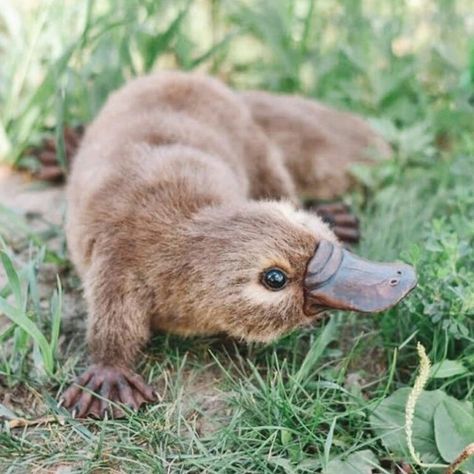 Baby Platypus, Duck Billed Platypus, Animals Tattoo, Nature Aesthetics, Tattoo Nature, Funny Pigs, Wild Animals Pictures, Pretty Animals, Platypus