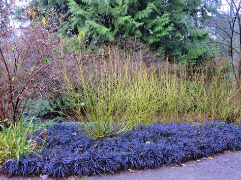 Yellow Twig Dogwood - winter interest landscape shrub. Bright yellow stems brighten winter landscapes. Several groupings for the common areas. Yellow Twig Dogwood Landscape, Dogwood Bush, Black Mondo, Yellow Twig Dogwood, Seattle Garden, Small Evergreen Shrubs, Black Mondo Grass, Twig Dogwood, Raised Flower Beds