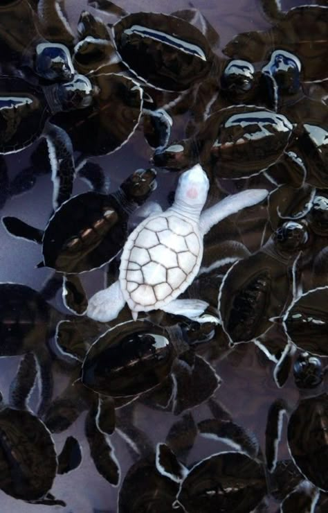 19 Rare Albino Animals That Are Stunningly Beautiful Rare Albino Animals, Animals Crossing, Albino Animals, Animals Amazing, Animale Rare, Unusual Animals, Rare Animals, Baby Turtles, Pretty Animals