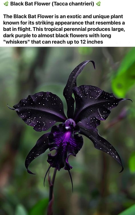 Goth Garden Flowers, Gothic House Plants, Goth Garden Decor, Goth Garden Aesthetic, Goth Backyard, Dangerous Flowers, Gothic Plants, Witchy Flowers, Goth Plants