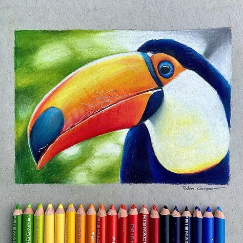 Realistic Animal Colored Pencil Drawings, Best Pencil Colour Drawings, Colour Pencil Animals, Pencil Colors Art Drawings, Drawings Using Colored Pencils, Color Pencil Projects, Ultra Realistic Drawings, Color Pencil Nature Drawing, Animal Color Pencil Drawings