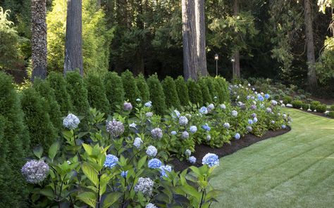 Mass Planting: The Simplest Way to Make an Impact Arborvitae Hedge, Arborvitae Landscaping, Shrubs For Borders, Emerald Green Arborvitae, Monrovia Plants, Fountain Grass, Plant Catalogs, Hydrangea Macrophylla, Shrub Roses