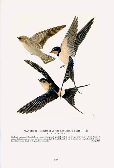 Swallow Bird Illustration, Swallow Aesthetic, Martin Bird, Scientific Drawing, Birds Illustration, Vintage Bird Illustration, Barn Swallow, Swallow Bird, Tatuaje A Color