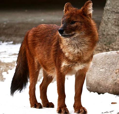 asian dog   WILD (RED DOGS) travel in large packs Asian Dogs, Amazing Animal Pictures, African Wild Dog, Wild Animals Pictures, Cute Reptiles, Tropical Animals, Red Wolf, Pretty Dogs, Pretty Animals