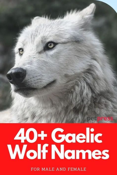 Looking for wolf names in Gaelic? This list of unique Gaelic wolf names also have meanings that you will love. Names For Wolves, Wolf Pack Names, Wolf Names Ideas, Names Meaning Wolf, Wolf Name Generator, Names That Mean Wolf, Wolf Names, Naming Characters, Spirit Animal Wolf