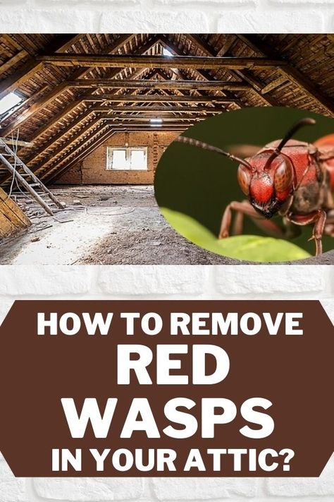 Wasps in the attic can be controlled by using insecticides. Also, if there are insects around, then it increases their presence chances. So, make sure you repeat the spraying of insecticides often to control the insects and lower their habitation. For more useful tips you can check the detailed post here that can help. Red Wasp, Red Wasps, Get Rid Of Wasps, Wasp Insect, Wasp Traps, Wasp Nest, The Attic, How Do I Get, Useful Tips