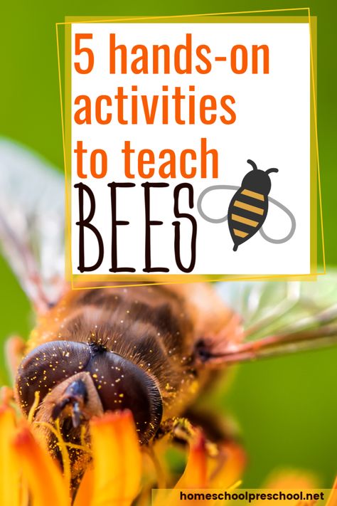 Bees For Kindergarten, Learning About Bees Preschool, Bee Lessons For Kids, Bee Activities For Kindergarten, Bee Kindergarten Activities, Bee Activity For Preschool, Bees Preschool Activities, Bee Preschool Activities, Bee Activities For Preschool