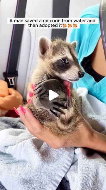 AnimalLove Stories on Instagram: "A man saved a raccoon and then adopted it" Raccoon As Pet, Racoon Videos, Raccoon Videos, Raccoon Pet, Raccoons Cute, Racoon Funny, Animal Videos Funny, Baby Racoon, Silly Animal Pictures