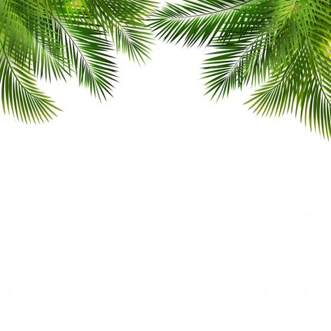 White Nature Background, Leave Background, Palm Leaf Background, Palm Leaves Background, Green Nature Background, Green White Background, Palm Background, Background Leaf, Green Banner