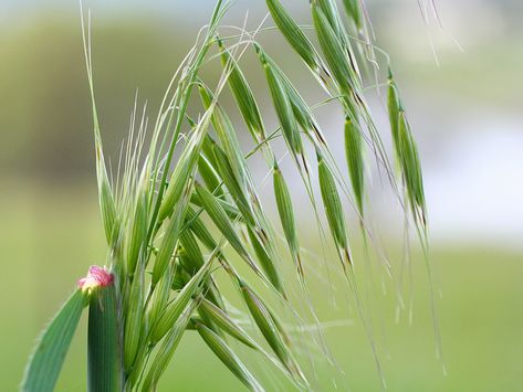 Common wild oats (Avena fatua) Oat Plant, Bach Remedies, Wild Oats, Wild Edibles, Plant Drawing, All About Plants, Medicinal Plants, Natural Medicine, Family Name