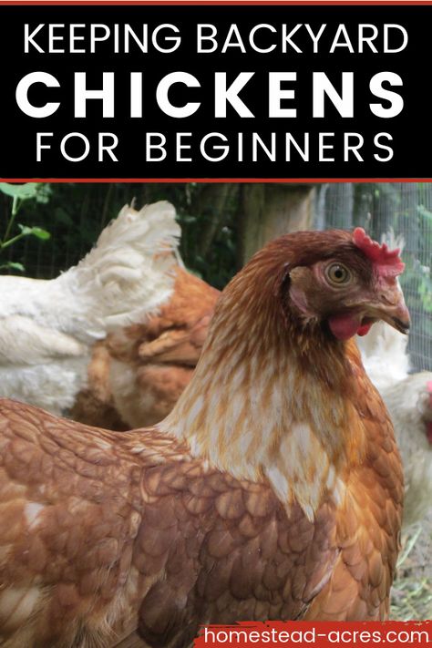 Brown chicken outside. Text overlay says Keeping Backyard Chickens For Beginners. Backyard Chickens Diy, Chickens For Beginners, Chickens For Eggs, Raising Meat Chickens, Backyard Chicken Coop Plans, Egg Laying Chickens, Urban Chickens, Backyard Chicken Farming, Chicken Life