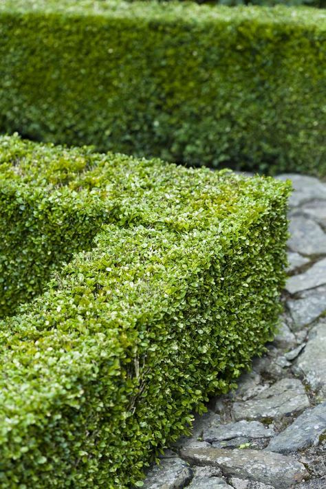 Green Mountain Boxwood, American Boxwood, Hedges Landscaping, Privet Hedge, Japanese Boxwood, Shrubs For Landscaping, Buxus Sempervirens, Box Wood Shrub, Boxwood Hedge