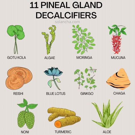 How to Decalcify the Pineal Gland: 6 Simple Tips #pinealgland #pinealglanddecalcifiers #thirdeye #ajna Pineal Gland Facts, Decalcify Pineal Gland, Healthy Weight Gain Foods, Astronomy Facts, Food Health Benefits, Plant Benefits, Pineal Gland, Healthy Weight Gain, Energy Healing Spirituality